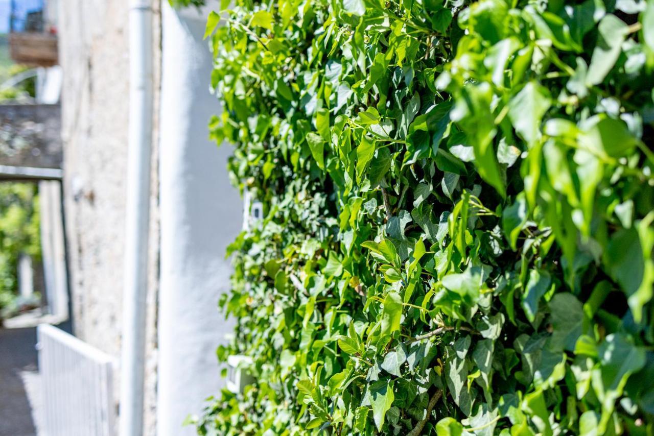 Agriturismo Nonnamelia Nasino المظهر الخارجي الصورة